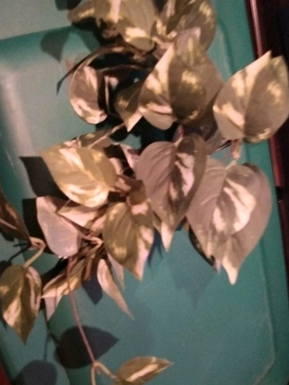 Decorative Marbled Golden Photos Bunch 22 In Long White and Green